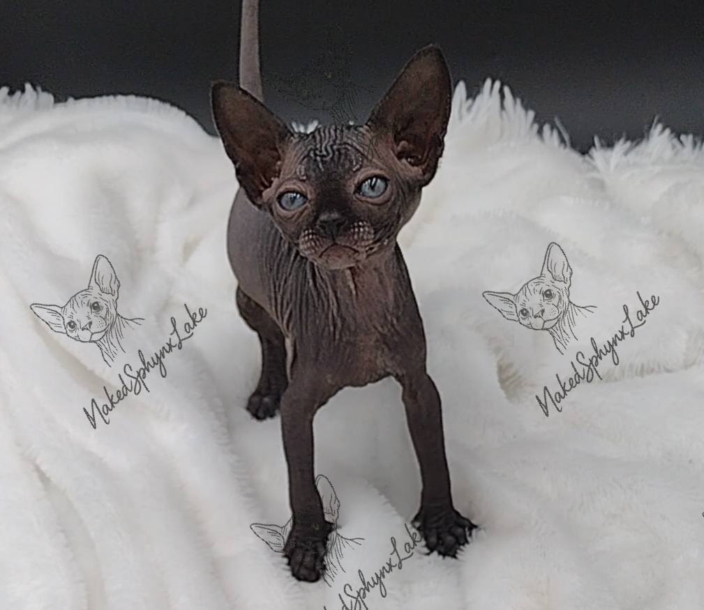 495161751_1249699993825493_6481612000776234591_n