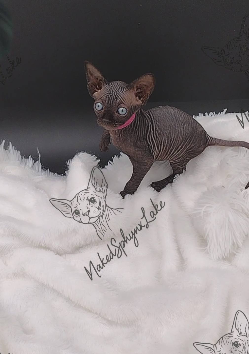 495370242_1249700157158810_8955972114938639657_n