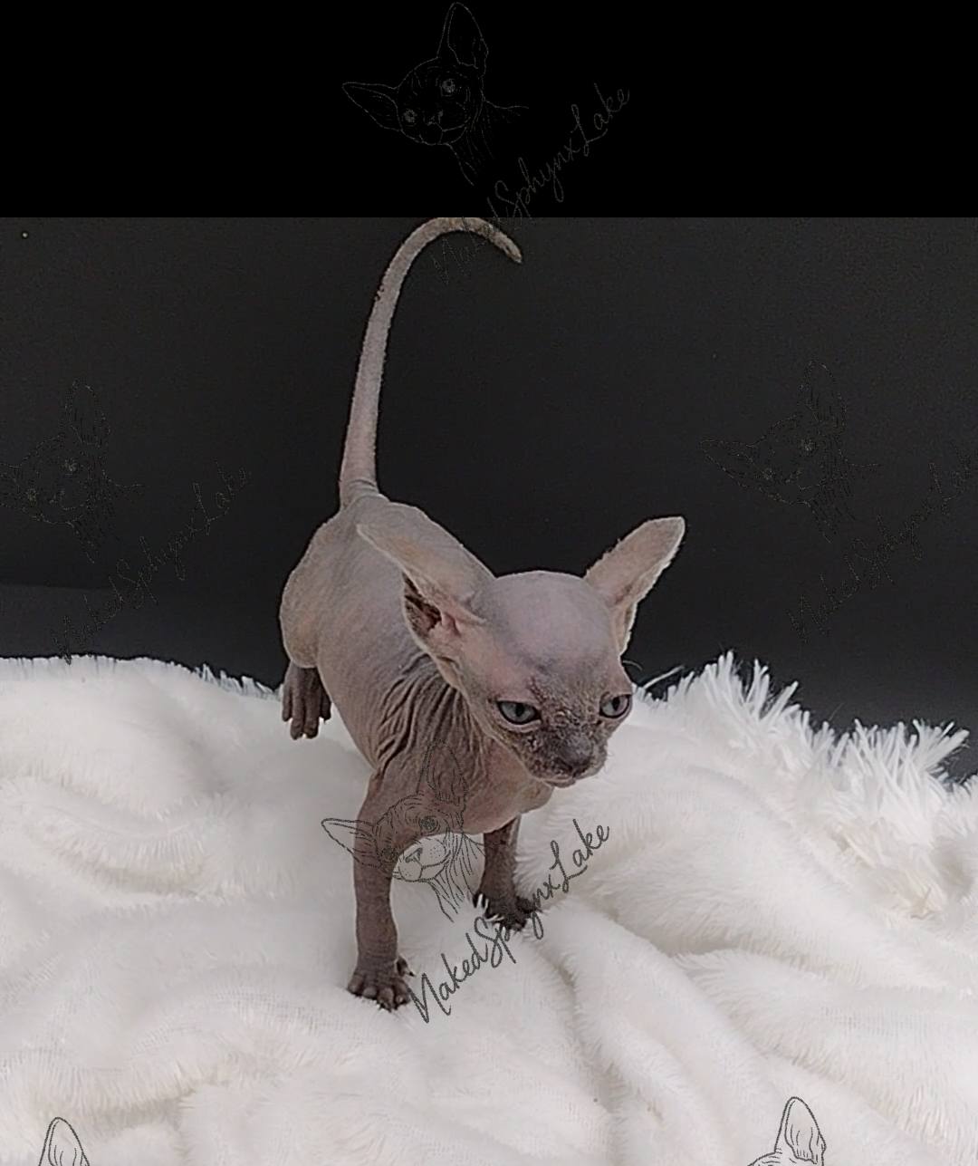 495195462_1249700190492140_7921791821228552739_n