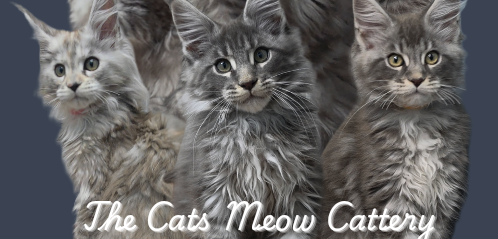 The Cats Meow Cattery