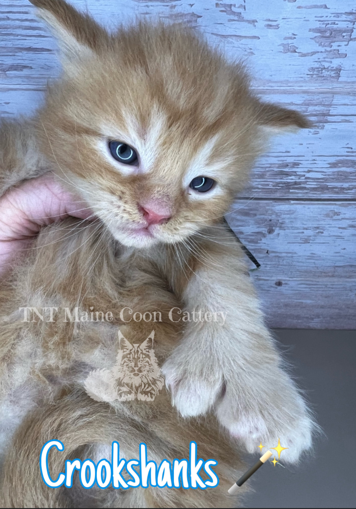 TNT Maine Coon Cattery