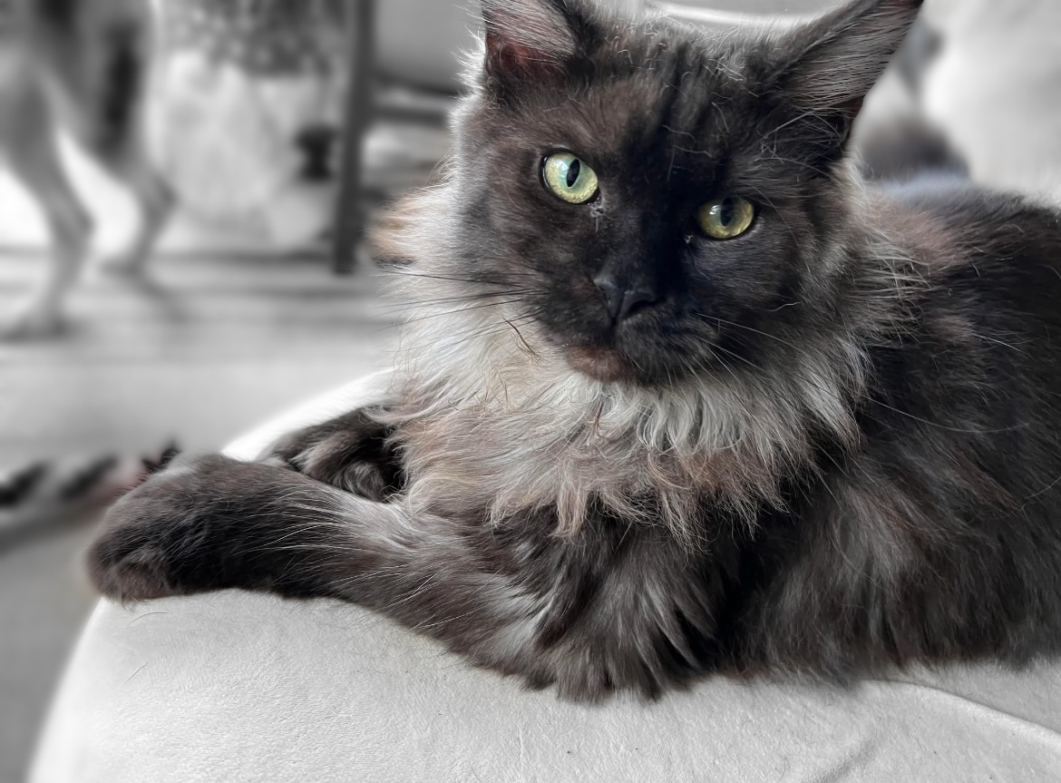 TNT Maine Coon Cattery