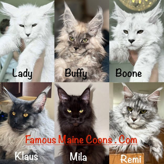 Famous Maine Coons