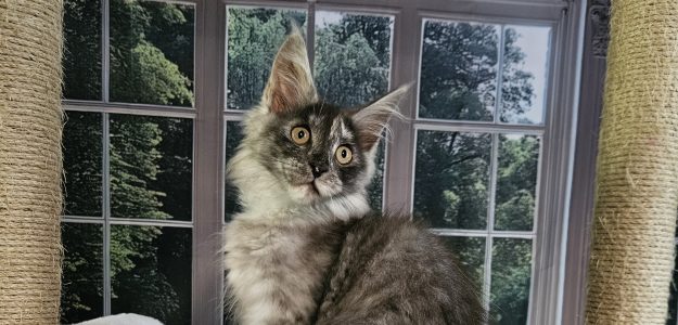 Maine Atlas Maine Coon Cattery