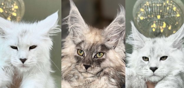 Famous Maine Coons