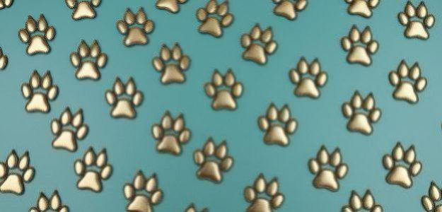 Southern Roots Maine Coons