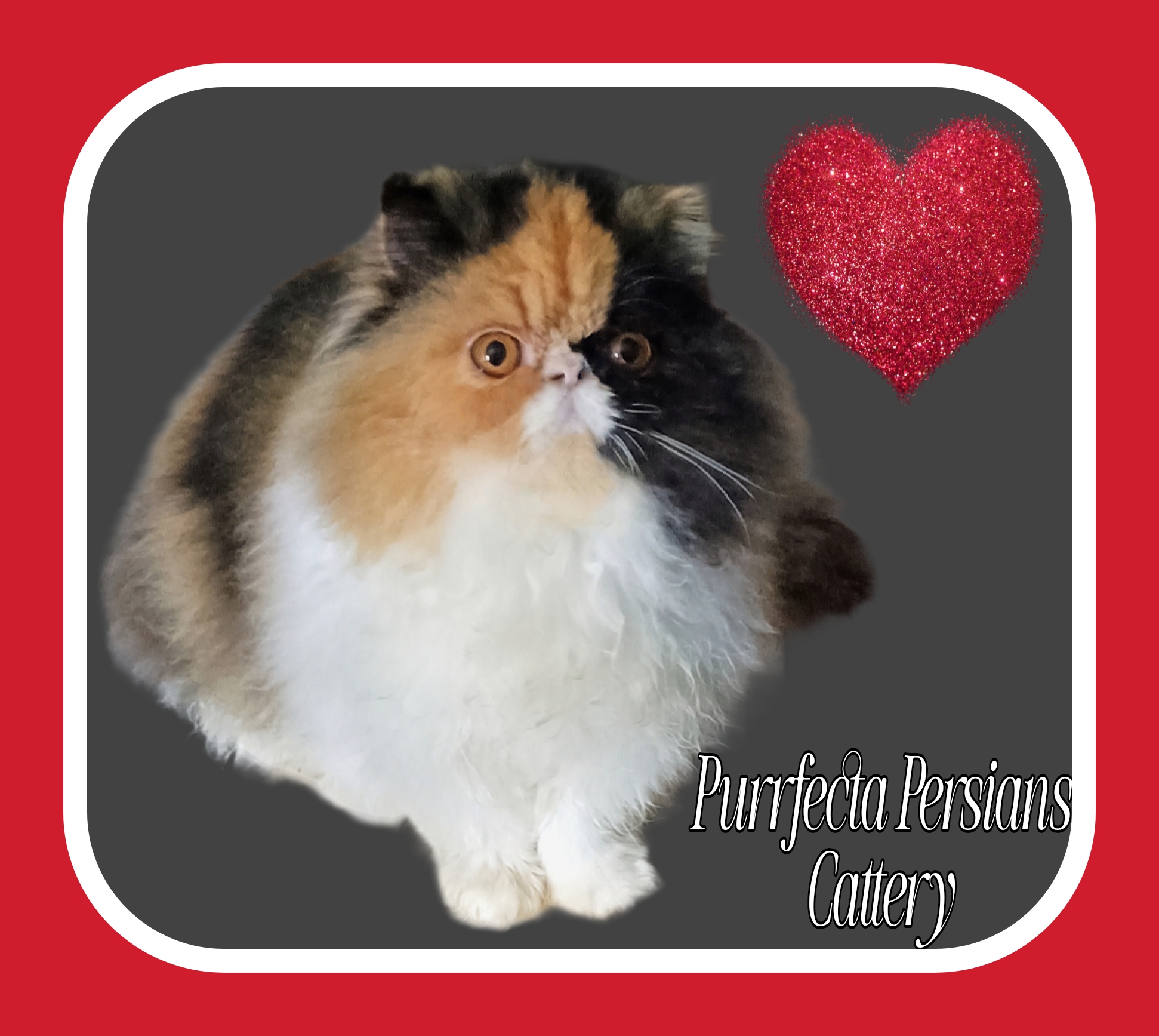 Purrfecta Persians Cattery