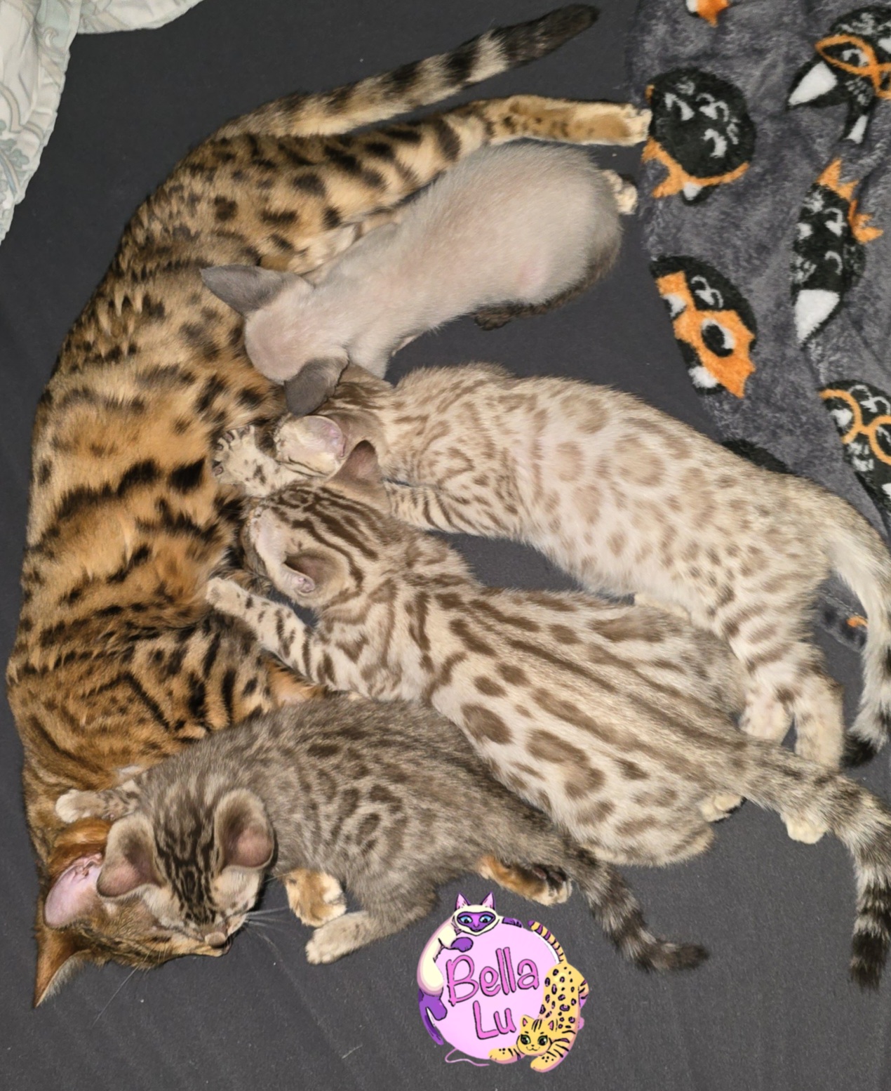BellaLu Bengals and Siamese