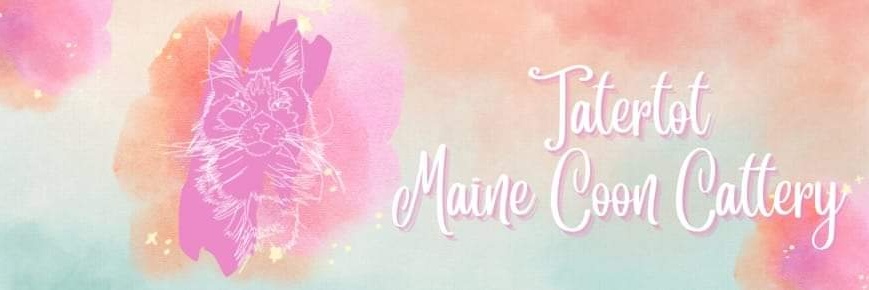Tatertot Maine Coons