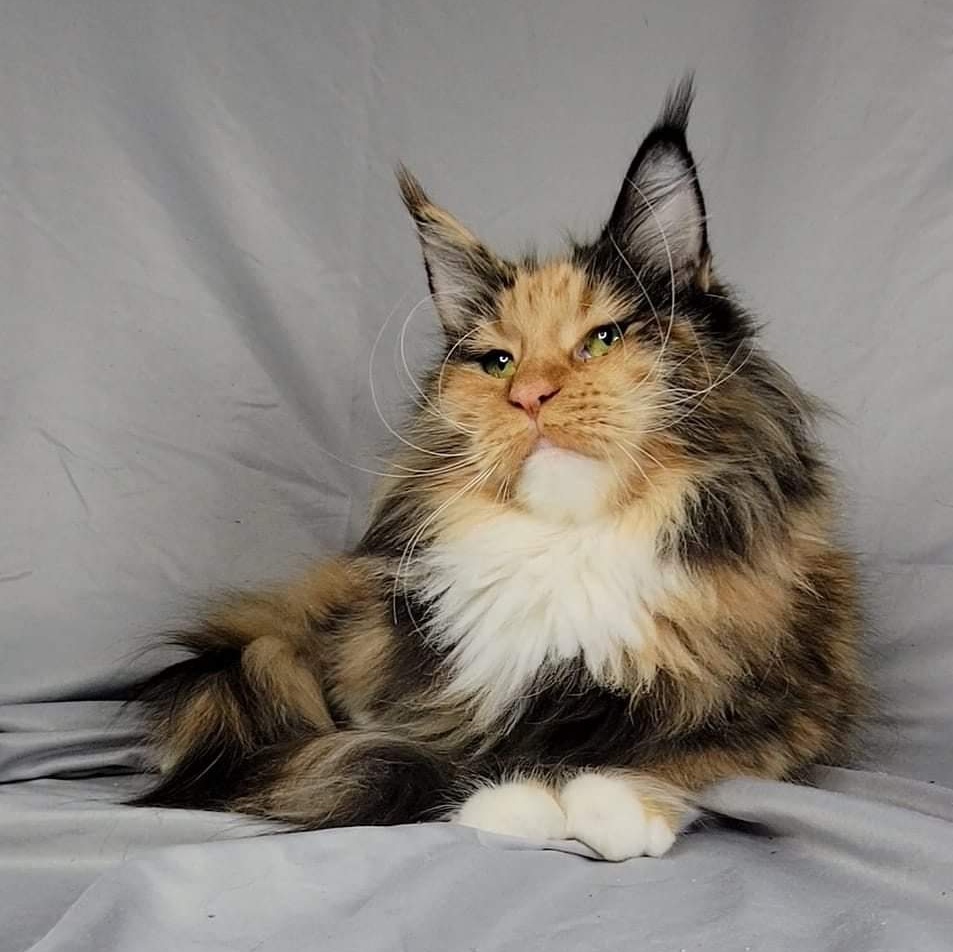 Tatertot Maine Coons