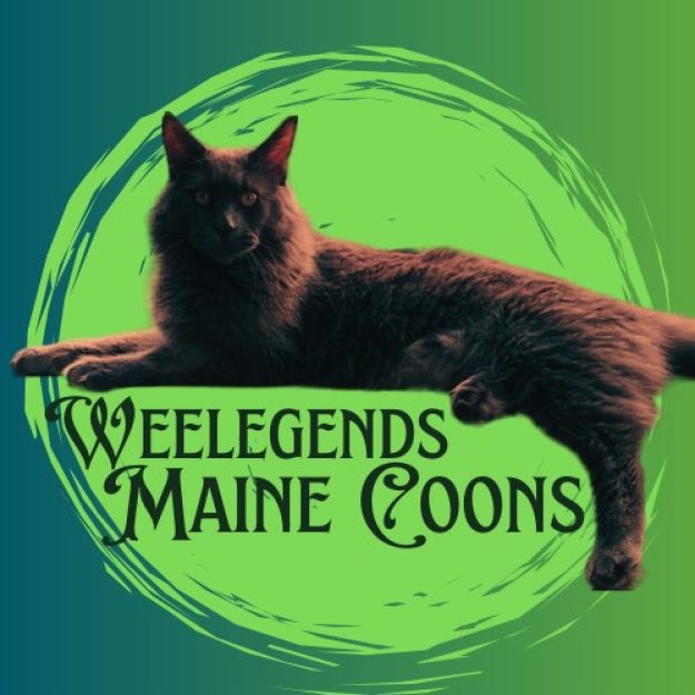 Wee Legends Maine Coons